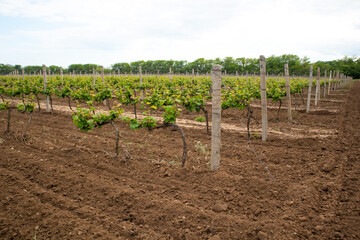 Fototapeta na wymiar close up of green grape leaves in summer, vineyard fields, Odessa region, Shabo