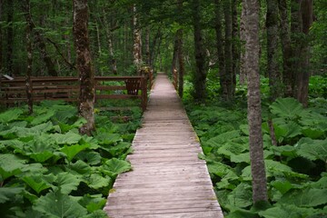 Wooden paths in the forest. Biogradska Gora National Park in Montenegro.