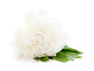 One white peony.