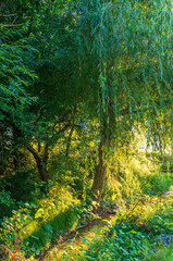 green forest background