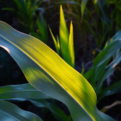 Corn leaf with warm sunset light