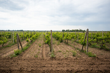 Fototapeta na wymiar Vineyard Field Landscape, grape leaves in summer, Ukraine, Odessa region, Shabo