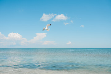 Fototapeta na wymiar Seagulls flying in the sky. Seashone scene blue sea sky white clouds. Hot summer clear day