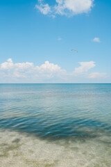 Seagulls flying in the sky. Seashone scene blue sea sky white clouds. Hot summer clear day