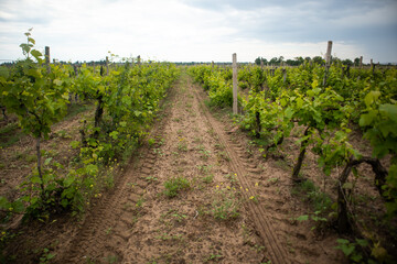 Fototapeta na wymiar vineyard fields, grape leaves in summer, Ukraine, Odessa region, Shabo