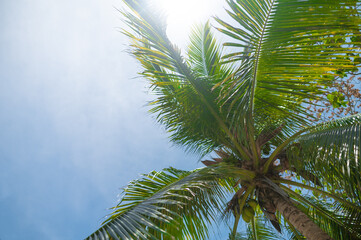 Fototapeta premium Blue cloudless sky and coconut tree. Green bright leaves and blue sky. High angle view. Shooting from below. There are no people in the photo. There is an empty space for your insert.