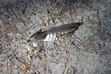 the wing of a dead bird of black white feathers lies on gray ground in nature