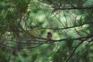 Ptak pleszka ,pleszka ,pleszka samiec ,ptak na gałęzi ,młody ptak © LBanacki