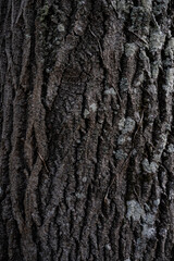 Texture d'écorce