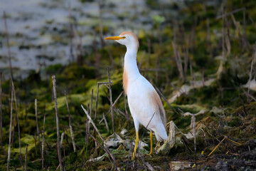 Cattle Egret in Breeding Plumage Fishing on Pond, Closeup Portrait