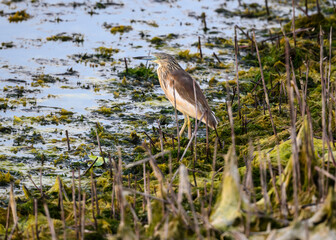 Squacco Heron Fishing on the Pond  