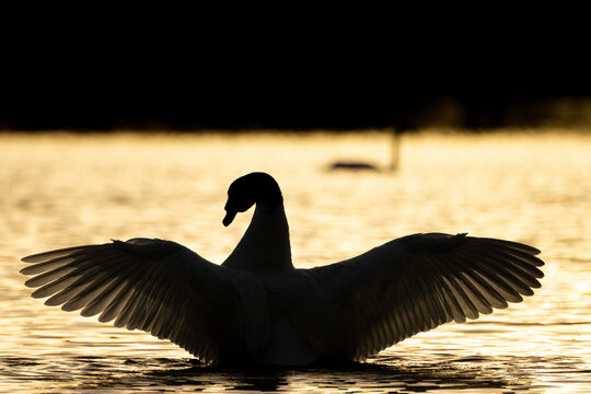 Title "Sammy".
Species: Black-necked swan (Cygnus melancoryphus).