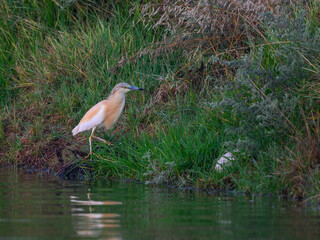 Squacco Heron Fishing on the Pond with Green Grass