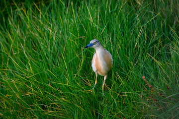 Squacco Heron Fishing on the Pond with Green Grass