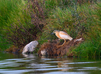 Squacco Heron Fishing on the Pond with Green Grass in Early Morning