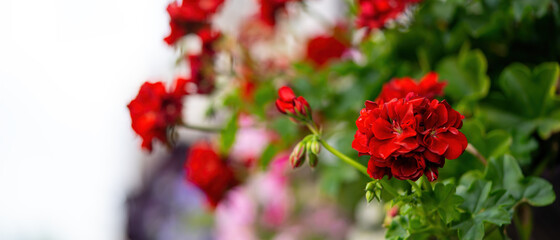 Beautiful bright red flower on the background of a bush on the veranda.