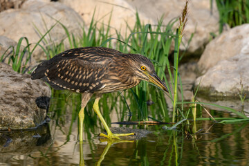 Black-crowned Night Heron Juvenile Fishing on the Pond, Closeup Portrait 