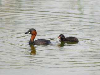 Little Grebe with Chick Swimming in Summer
