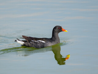 Common Moorhen or Eurasian Moorhen Swimming in Pond, Portrait