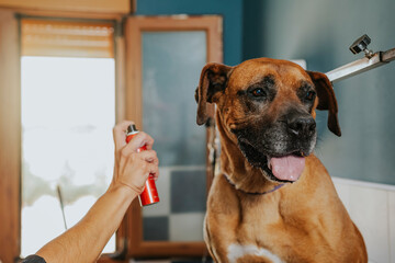 Dog groomer sprays cologne on a boxer dog - obrazy, fototapety, plakaty