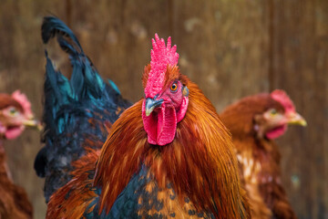 Hahn - Gockel - Allg&auml;u - Henne - Kopf - stolz