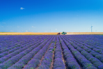 Aerial view of Tractor harvesting field of lavender