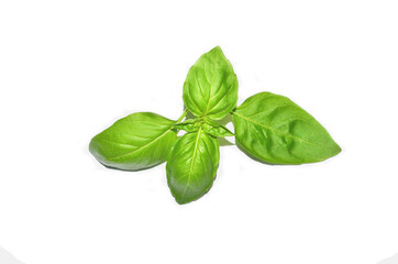 Fototapeta premium basil leaves seasonings on a white background