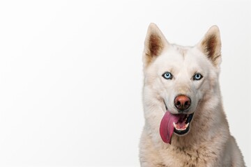 Fototapeta premium Canine.
