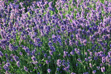 Obraz premium Violet lavender flowers (Lavandula angustifolia) blooming in the garden