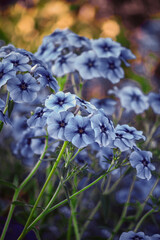 Blue phlox flowers