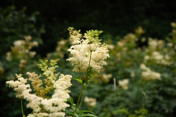 flowers in the garden