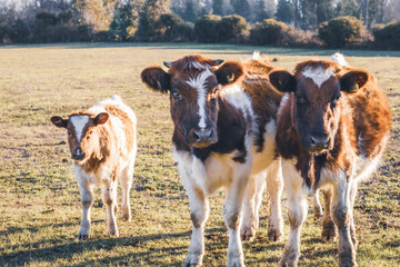 Two brown cows and a calf on a field of grass at sunset