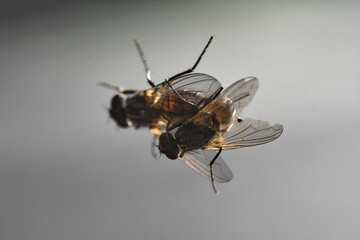 housefly mating, Close-Up Of Flies Mating On Railing
