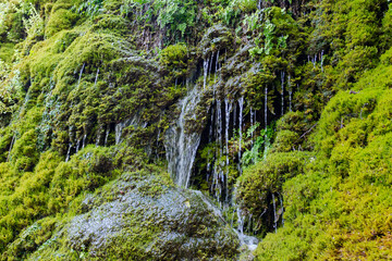 Cascade of water that gushes from the stone of the mountain. Natural moss.