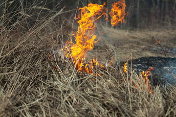 Dry grass is burning. Fire in the field in spring.