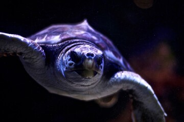 Fototapeta na wymiar sea turtle swimming
