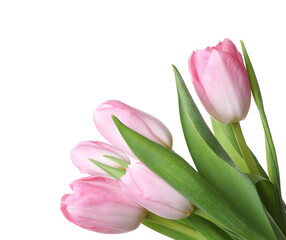 Beautiful bouquet of tulips isolated on white