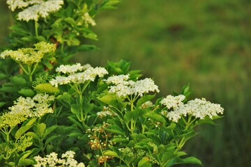 Elderflowers