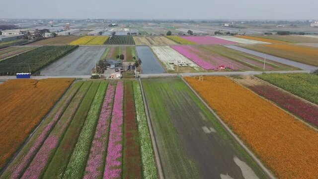 Aerial view of flower fields in The Netherlands