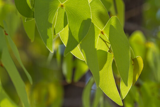 Mopane (Colophospermum mopane)