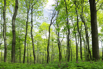 Beautiful landscape with tall trees in park, low angle view