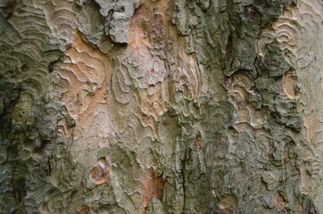 bark of a tree with interesting texture