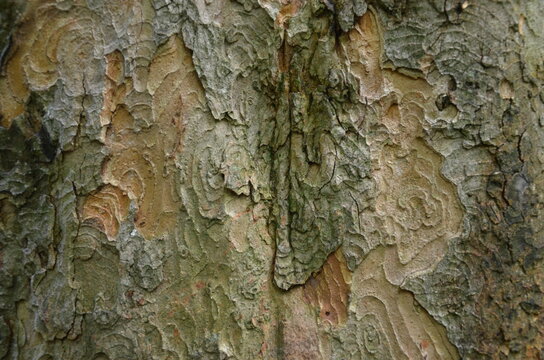 bark of a tree with interesting texture