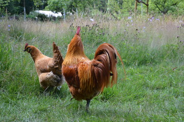 chicken and rooster in grass