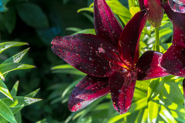 Macro photo of a Lily flower growing in the open ground, in natural conditions