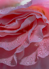 Macro photo of a rose flower growing in the open ground, in natural conditions