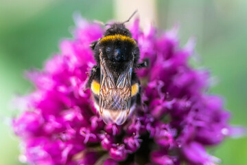 Bumblebee collecting nectar and pollinating outdoor plants macro image