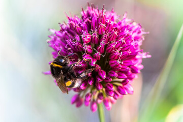 Bumblebee collecting nectar and pollinating outdoor plants macro image