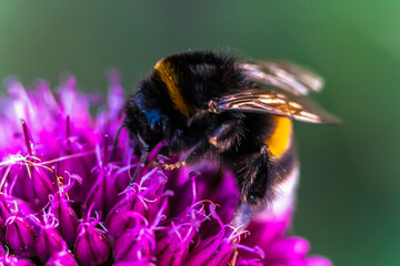 Bumblebee collecting nectar and pollinating outdoor plants macro image