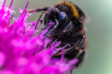 Bumblebee collecting nectar and pollinating outdoor plants macro image